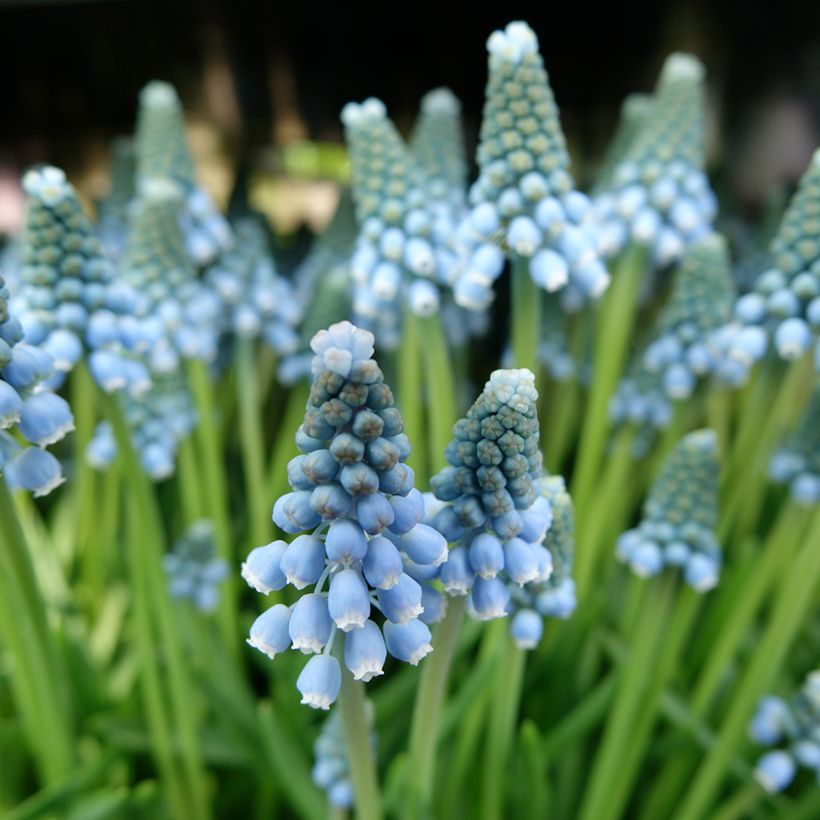 Muscari armeniacum Aqua Magic (Fioritura)