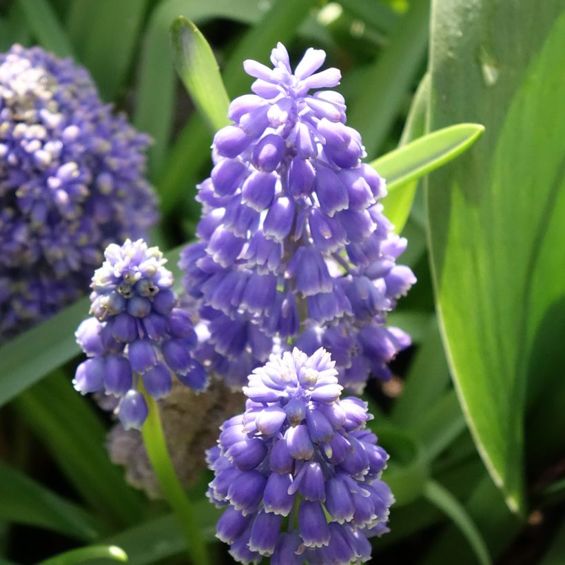 Muscari armeniacum Fantasy Creation (Fioritura)