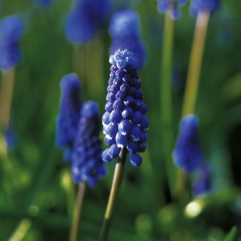 Muscari botryoides Superstar (Fioritura)