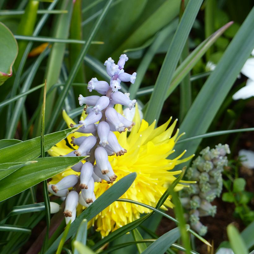 Muscari muscarimi (racemosum) (Fioritura)