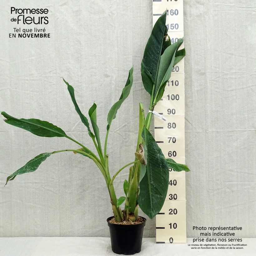 Esemplare di Musella lasiocarpa - Banano a fiore giallo Vaso da 3L/4L come consegnato in autunno