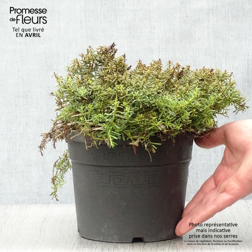 Myoporum parvifolium Fleurs roses Vaso da 3L/4L esemplare consegnato in primavera