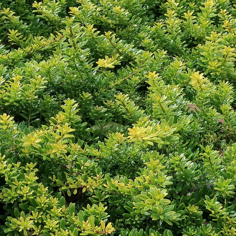 Myoporum parvifolium White (Foliage)