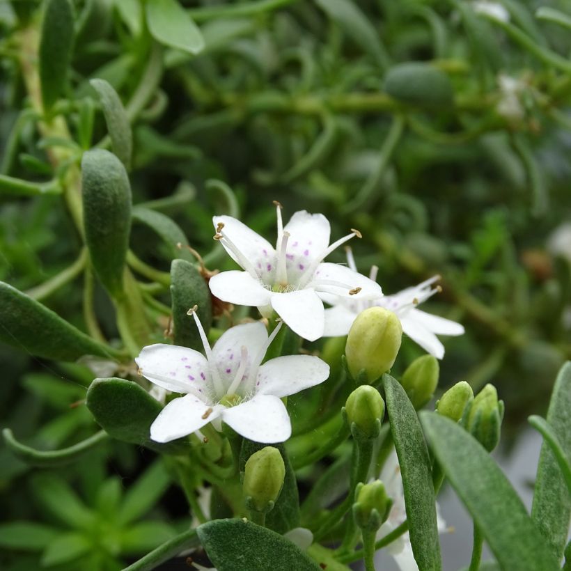 Myoporum parvifolium White (Flowering)