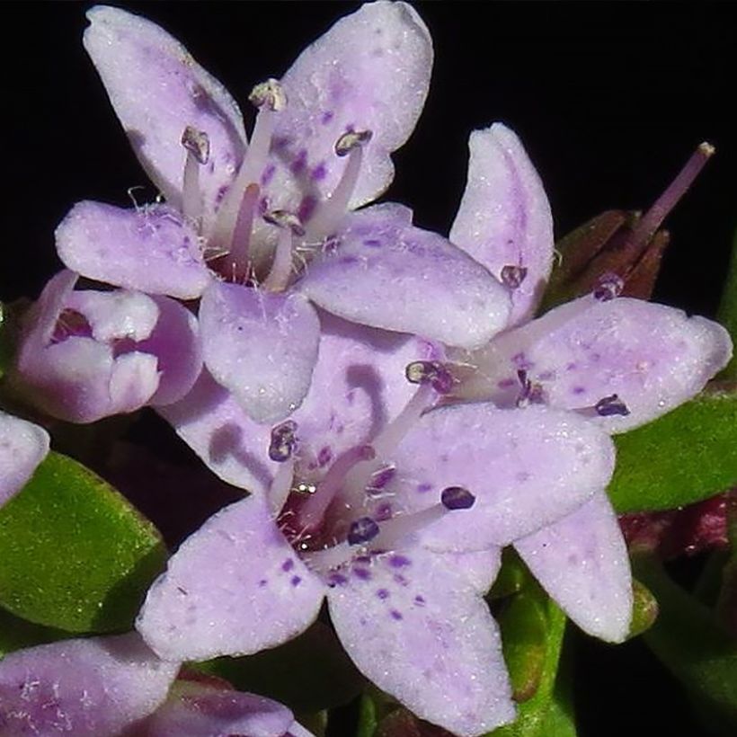 Myoporum parvifolium Fleurs roses (Fioritura)