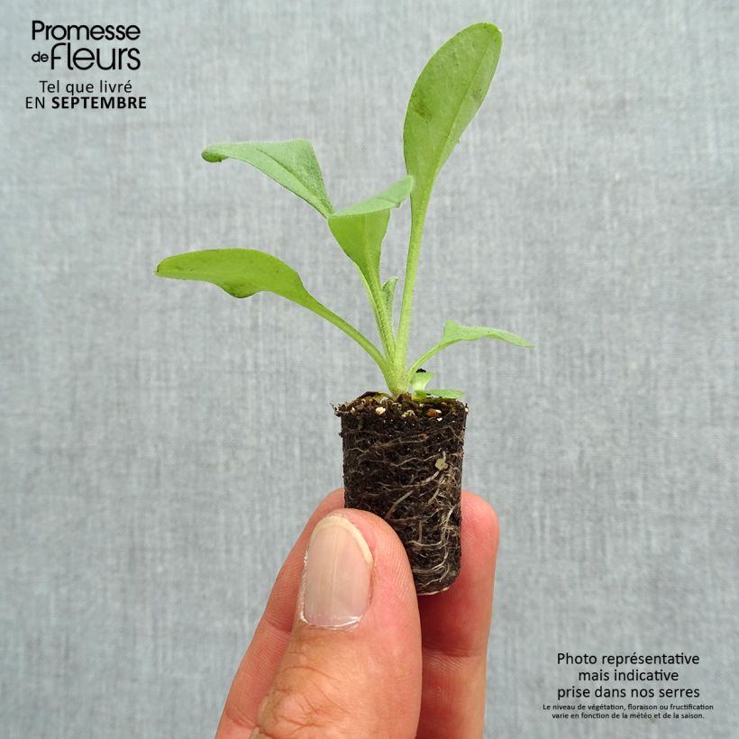 Esemplare di Myosotis sylvatica Blue Sylva Mini zolla Ø 1,5/2,5 cm come consegnato in autunno