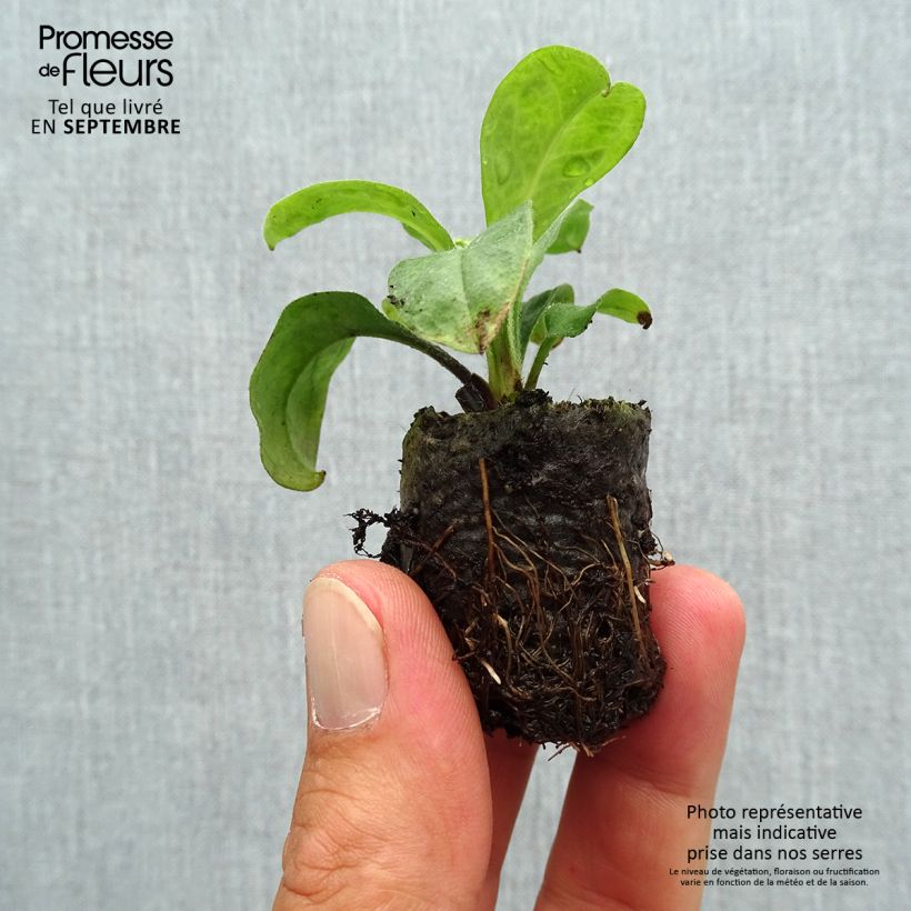 Esemplare di Myosotis Myomark mini zolla... come consegnato in autunno