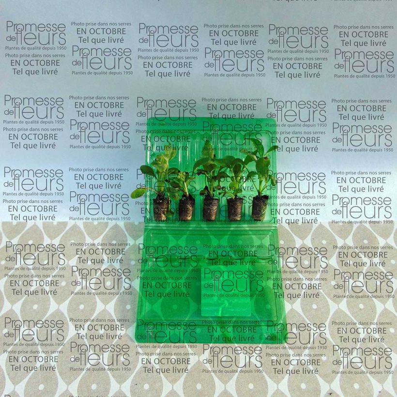 Esempio di esemplare Myosotis sylvatica Roi des Carmins mini zolla... come consegnato