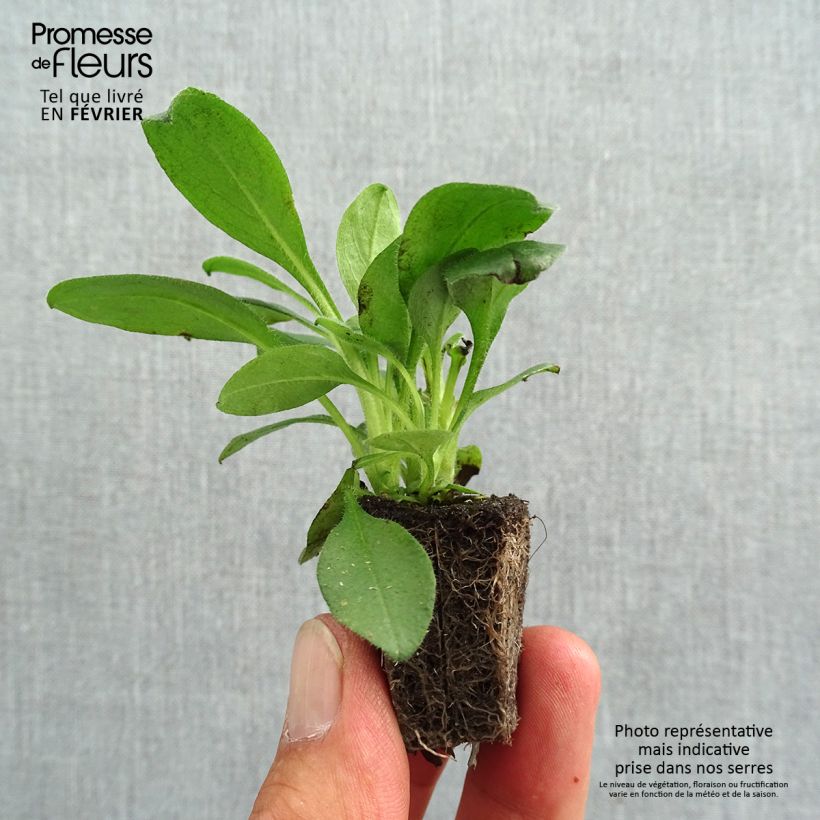 Esemplare di Myosotis sylvatica Snowsylva Jardimotte: zolla da 3,8 cm x 3,2 cm in vassoio da 16 pezzi. come consegnato in autunno