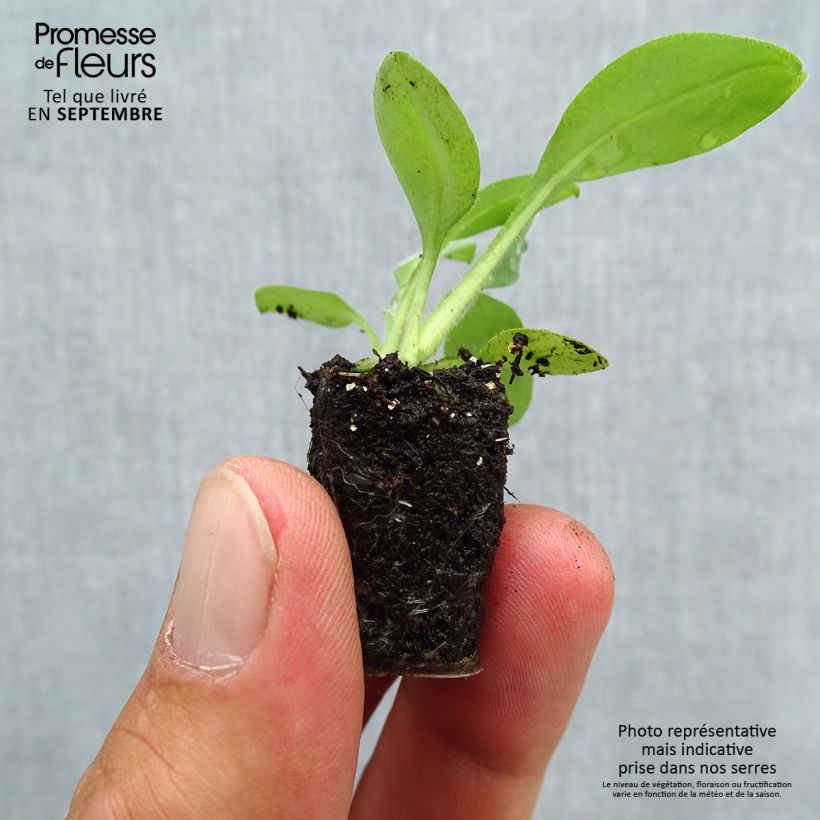 Esemplare di Myosotis sylvatica Snowsylva mini zolla... come consegnato in autunno