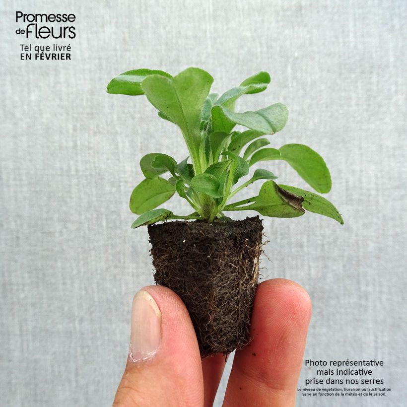 Esemplare di Myosotis sylvatica Savoie Blue Jardimotte: zolla da 3,8 cm x 3,2 cm in vassoio da 16 pezzi. come consegnato in autunno