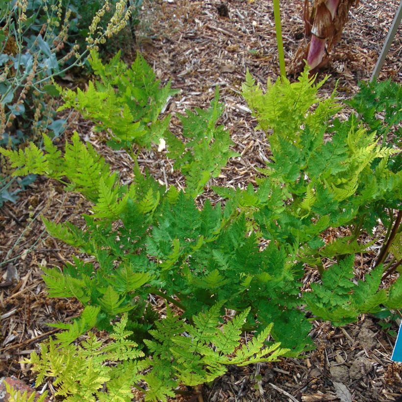 Myrrhis odorata - Finocchiella (Plant habit)