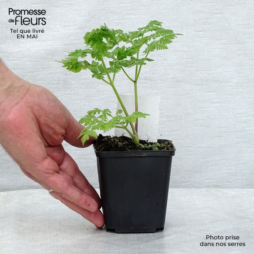 Example of Myrrhis odorata - Finocchiella Vasetto da 8/9 cm as you get in printemps