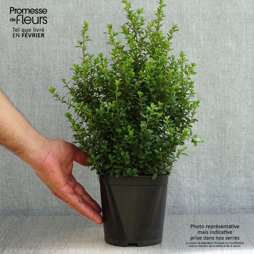 Esemplare di Myrsine africana - Bosso africano Vaso da 2L/3L come consegnato in autunno