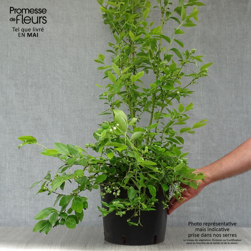 Mirtillo gigante americano - Goldtraube Vaso da 7,5L/10L, A cespuglio esemplare consegnato in primavera