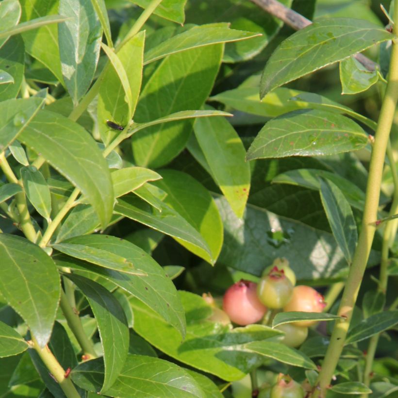 Mirtillo gigante americano - Duke (Fogliame)