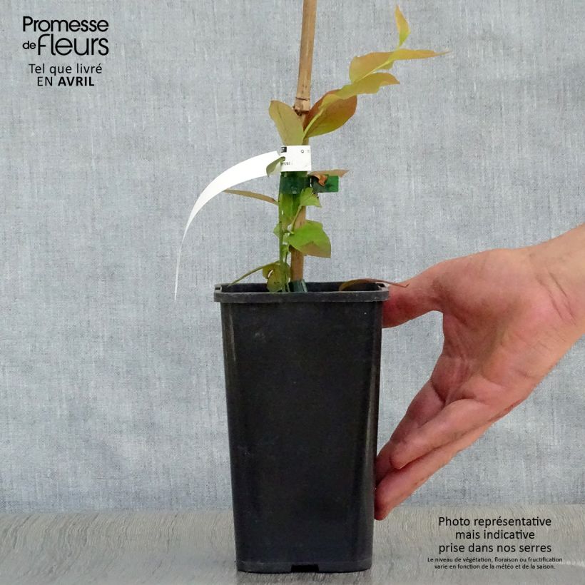 Mirtillo gigante americano - Brigitta Vaso da 1,5L/2L, A cespuglio esemplare consegnato in primavera