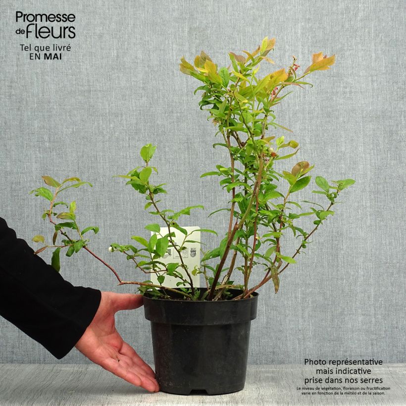 Mirtillo gigante americano - Duke Vaso da 2L/3L esemplare consegnato in primavera