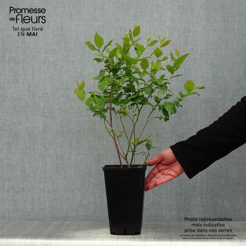 Example of Mirtillo gigante americano - Ivanhoe Vaso da 1,5L/2L, A cespuglio as you get in printemps