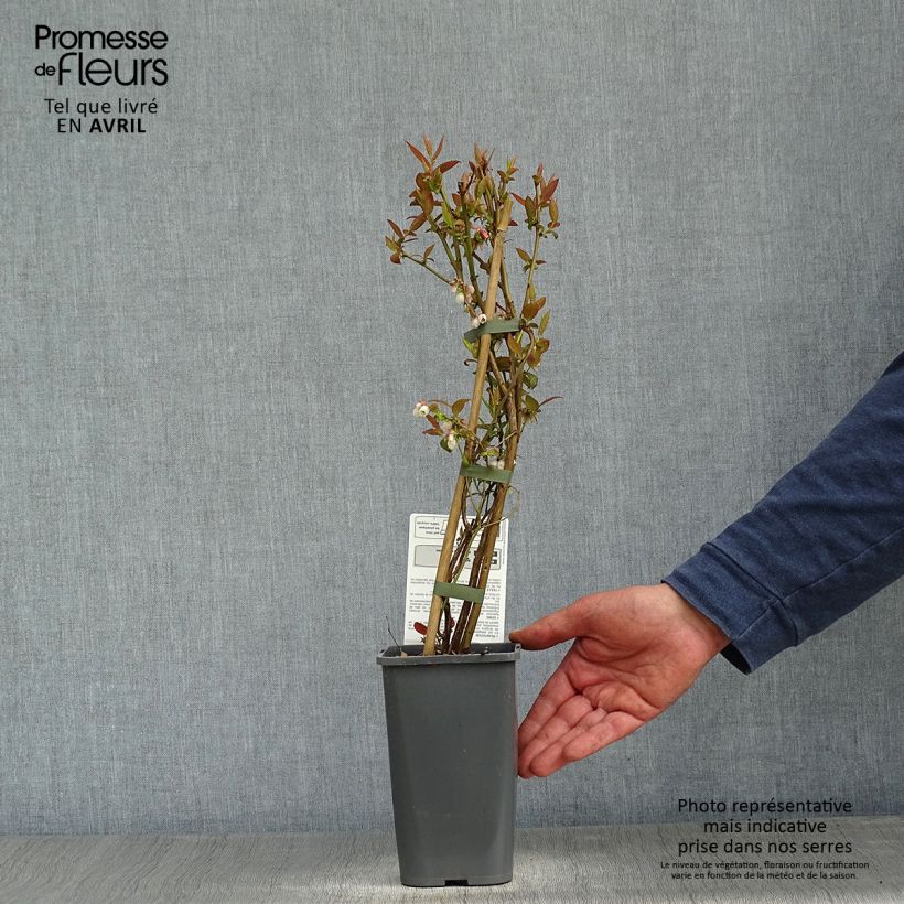 Mirtillo gigante americano - Brigitta Blue Vaso da 1,5L/2L, A cespuglio esemplare consegnato in primavera