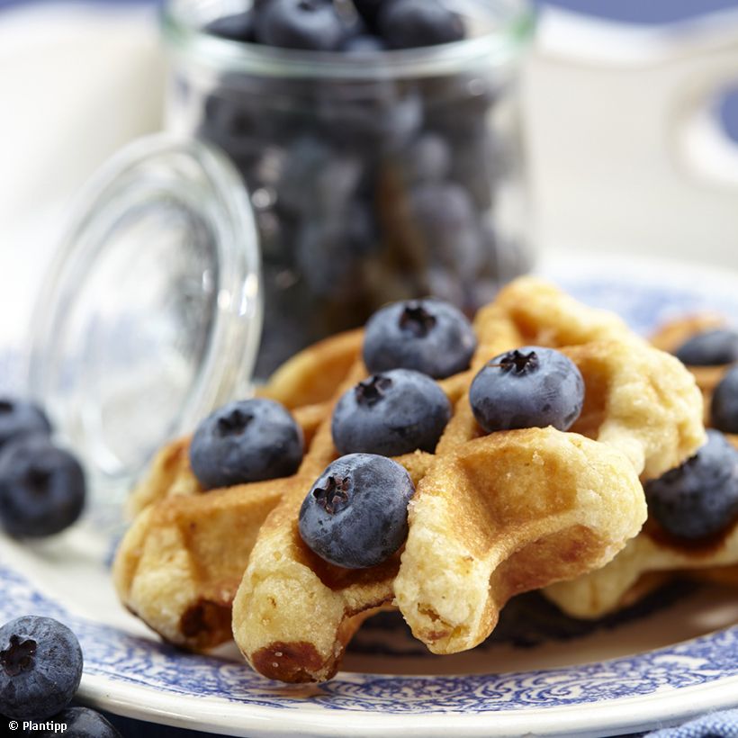 Mirtillo gigante americano - Cabernet Splash 'VacBri1' (Harvest)