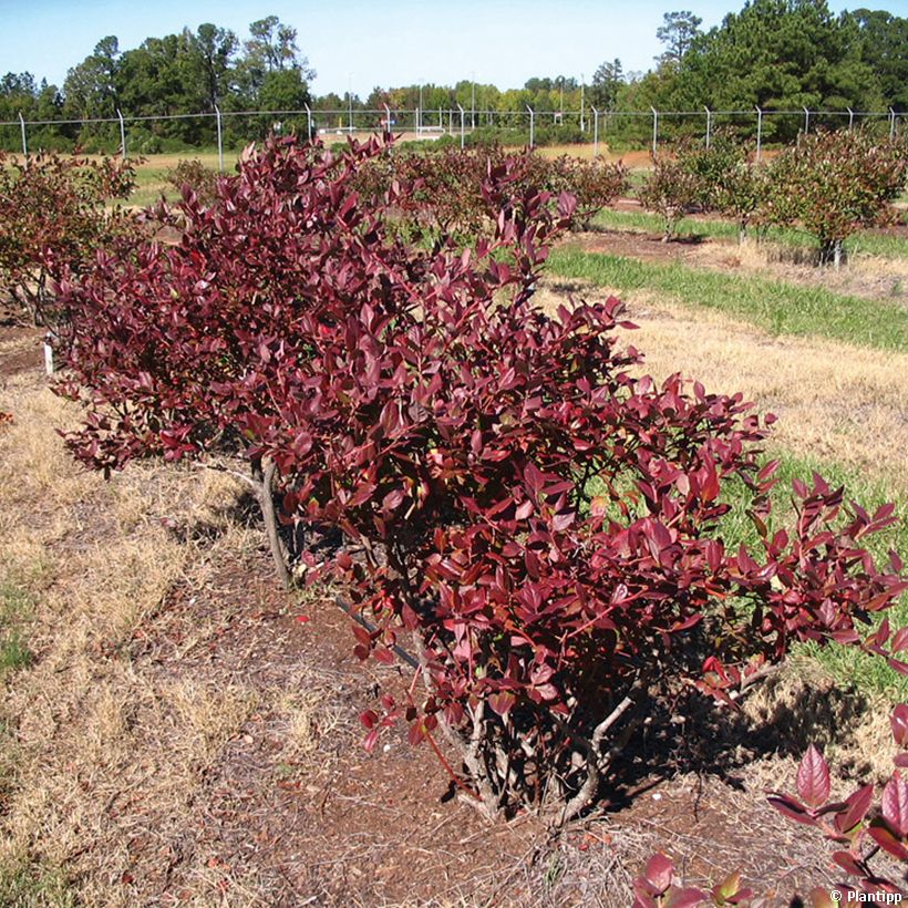 Mirtillo gigante americano - Cabernet Splash 'VacBri1' (Plant habit)