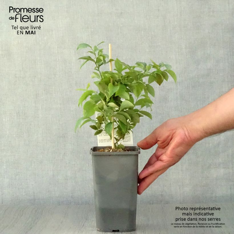 Vaccinium x ashei Powder Blue Bio - Mirtillo rosa Vaso da 1L/1,5L, A cespuglio esemplare consegnato in primavera