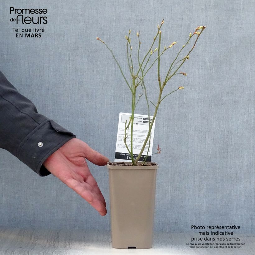 Example of Mirtillo gigante americano - Reka Vaso da 1,5L/2L, A cespuglio as you get in printemps