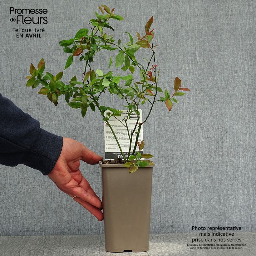 Example of Mirtillo gigante americano - Sunshine Blue Vasetto da 8/9 cm, A cespuglio as you get in printemps