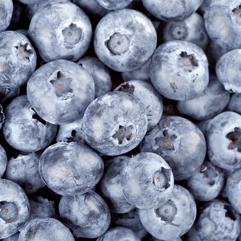 Vaccinium myrtillus - Mirtillo nero (Raccolta)