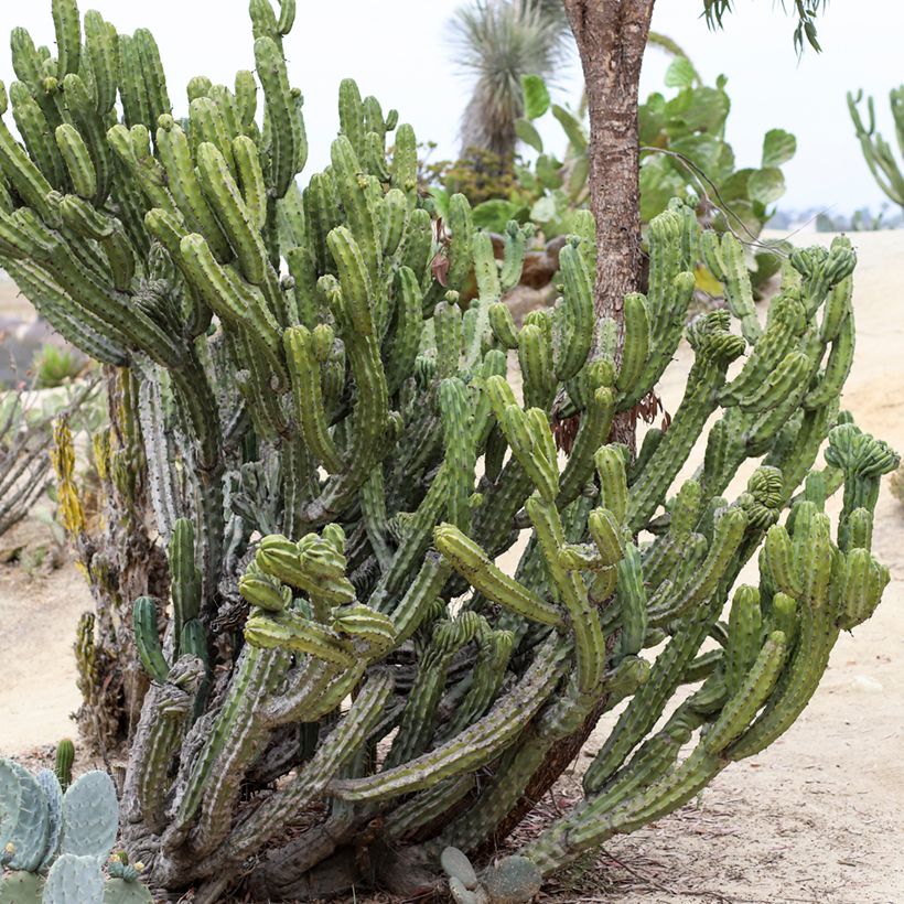 Myrtillocactus geometrizans (Plant habit)