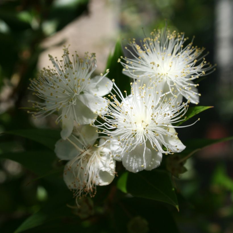 Myrtus communis - Mirto (Flowering)