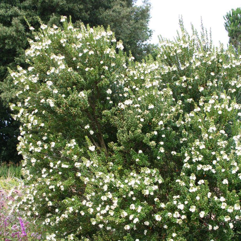 Myrtus communis - Mirto (Plant habit)