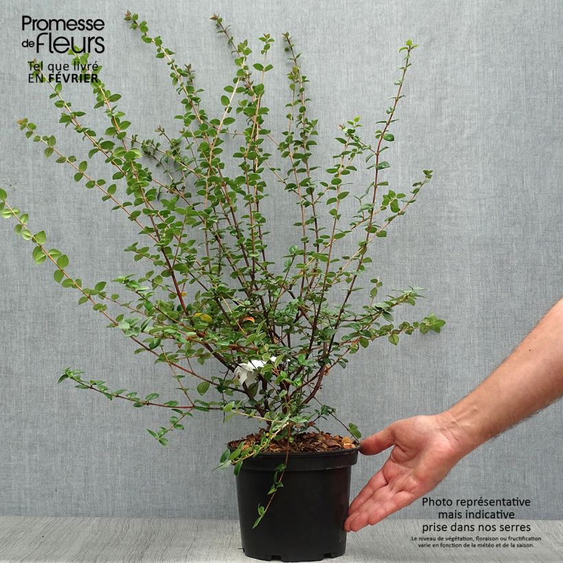 Esemplare di Myrtus ugni Elite Vaso da 2L/3L come consegnato in autunno