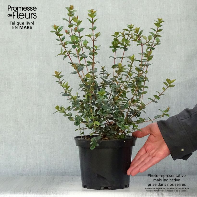 Example of Myrtus ugni Elite Vaso da 2L/3L as you get in printemps