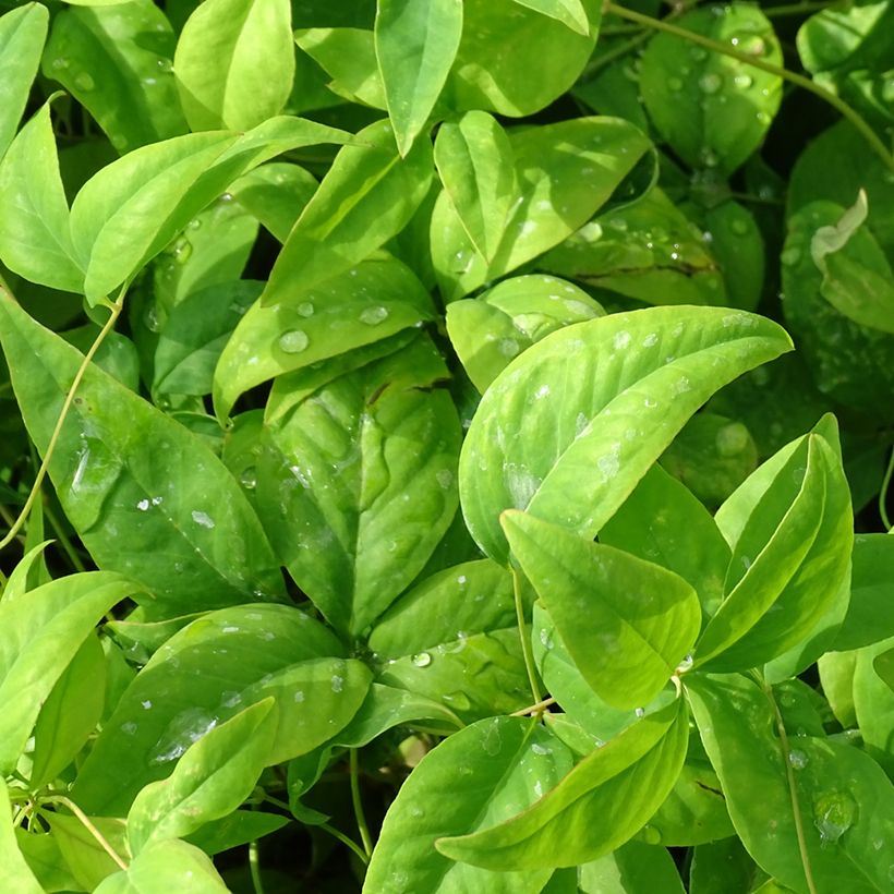 Nandina domestica Wood's Dwarf (Fogliame)