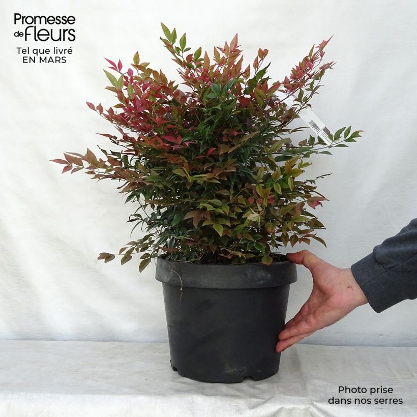 Nandina domestica Obsessed Seika Vaso da 7,5L/10L esemplare consegnato in primavera