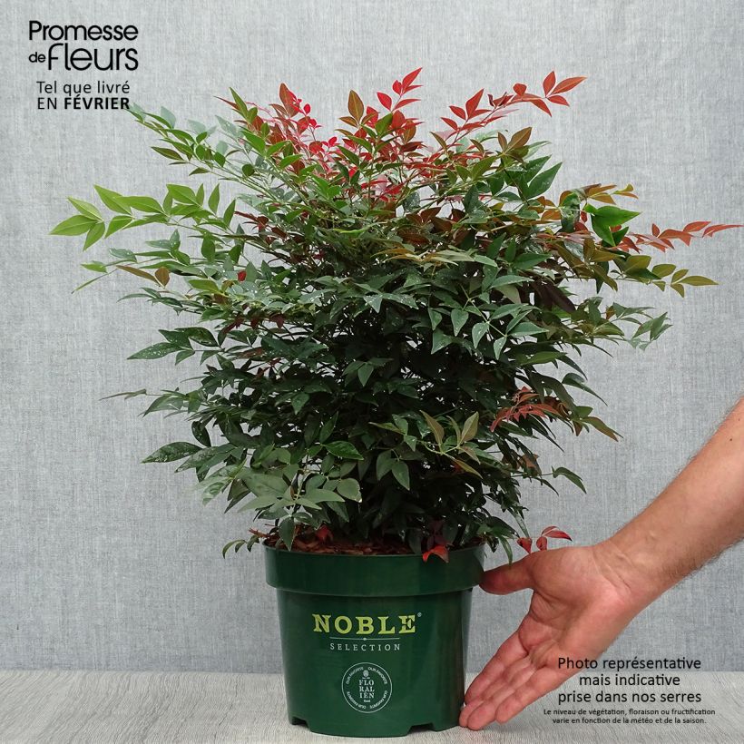 Esemplare di Nandina domestica Obsessed Seika Vaso da 2L/3L come consegnato in autunno
