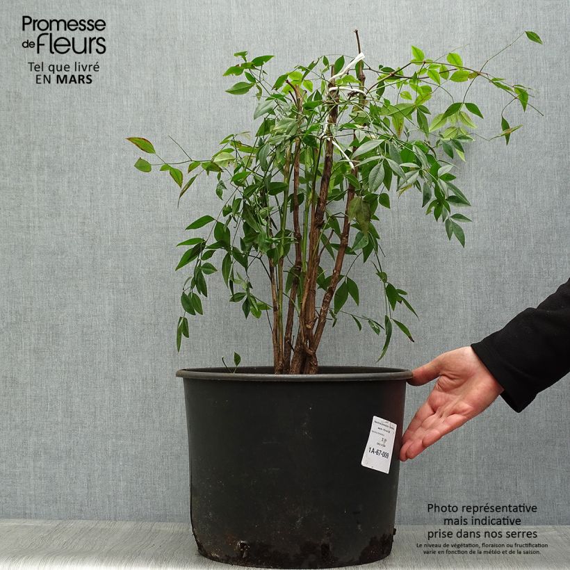 Example of Nandina domestica - Bambù sacro Vaso da 18L/20L as you get in printemps