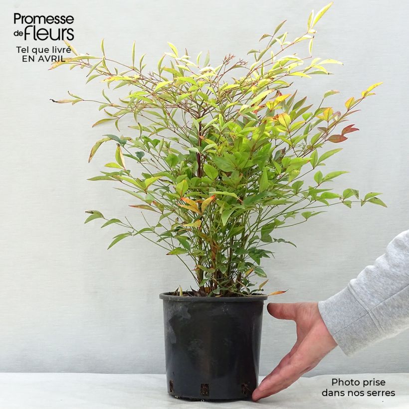 Example of Nandina domestica - Bambù sacro Vaso da 2L/3L as you get in printemps
