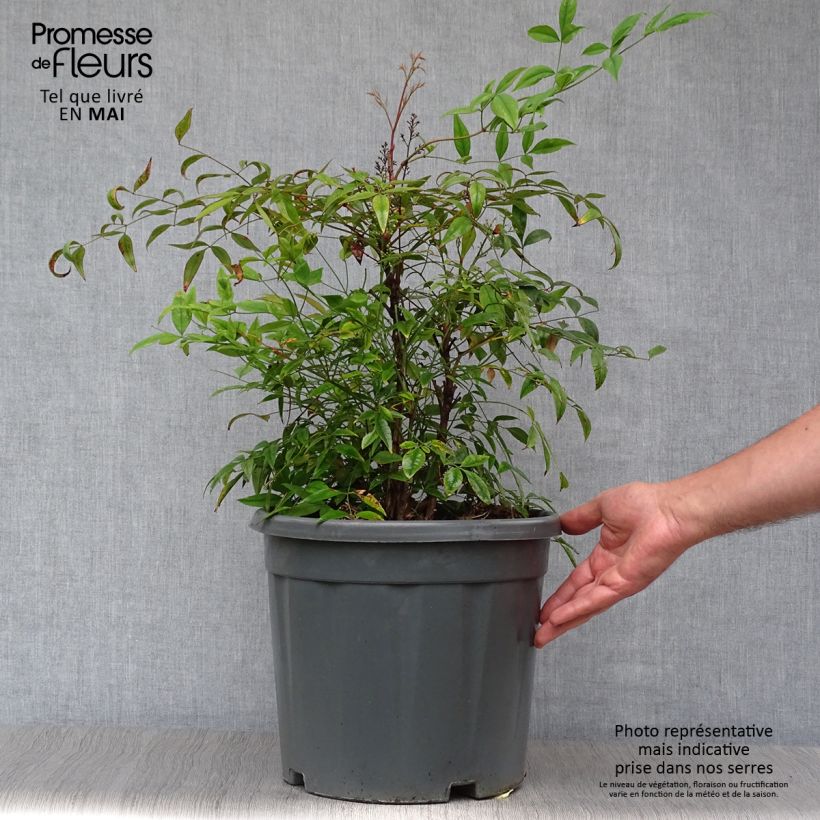 Example of Nandina domestica - Bambù sacro Vaso da 7,5L/10L as you get in printemps