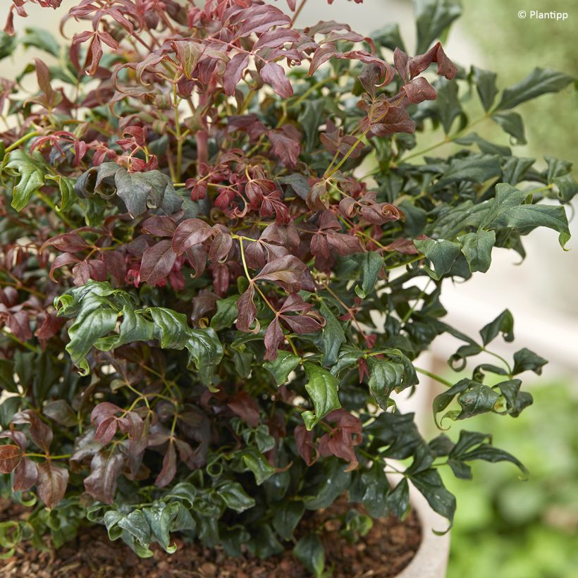 Nandina domestica Curly Obsessed (Fogliame)