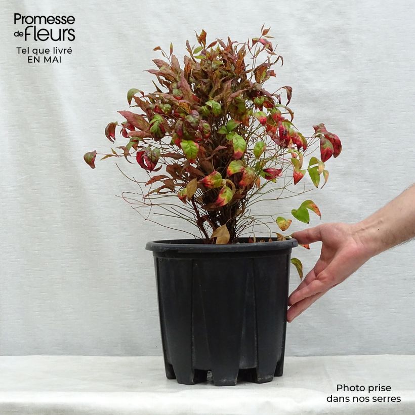 Nandina domestica Fire Power Vaso da 7,5L/10L esemplare consegnato in primavera