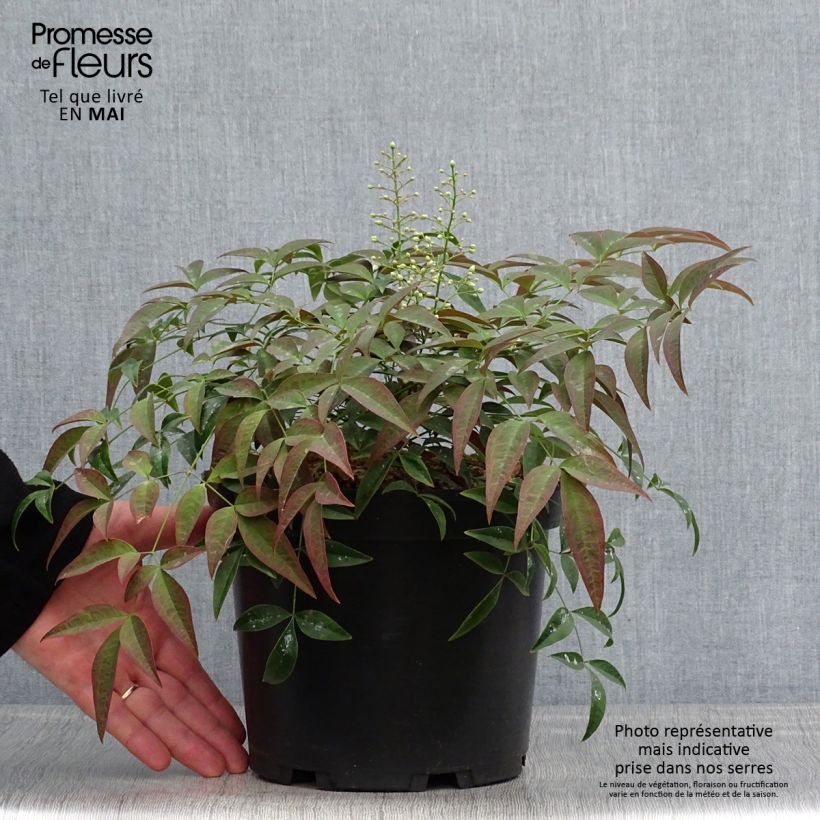 Nandina domestica FLIRT Murasaki Vaso da 3L/4L esemplare consegnato in primavera