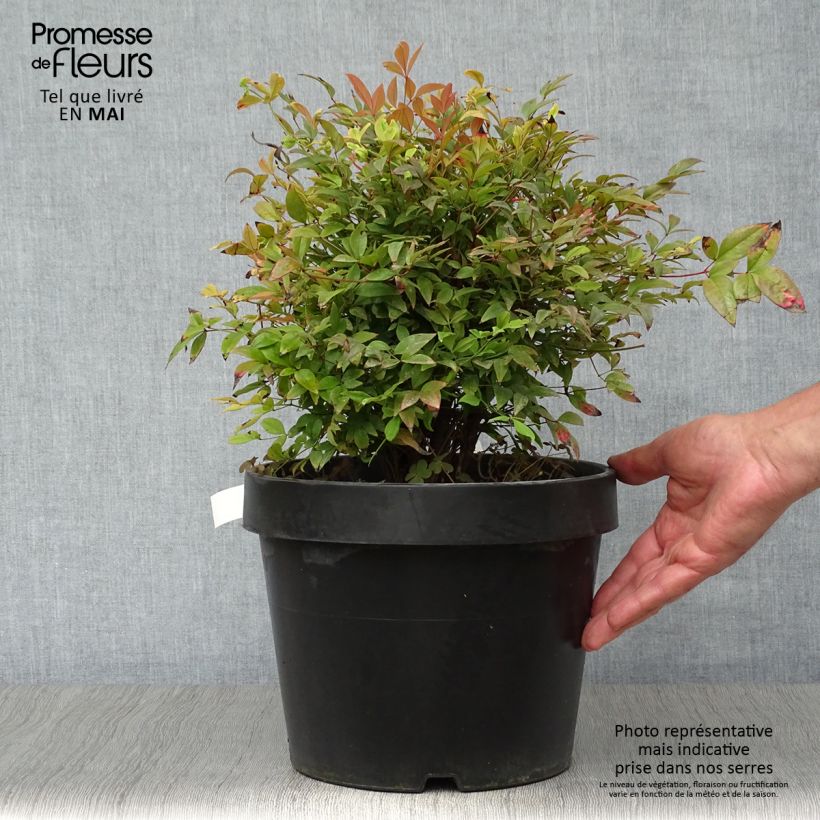 Nandina domestica Gulf Stream Vaso da 7,5L/10L esemplare consegnato in primavera