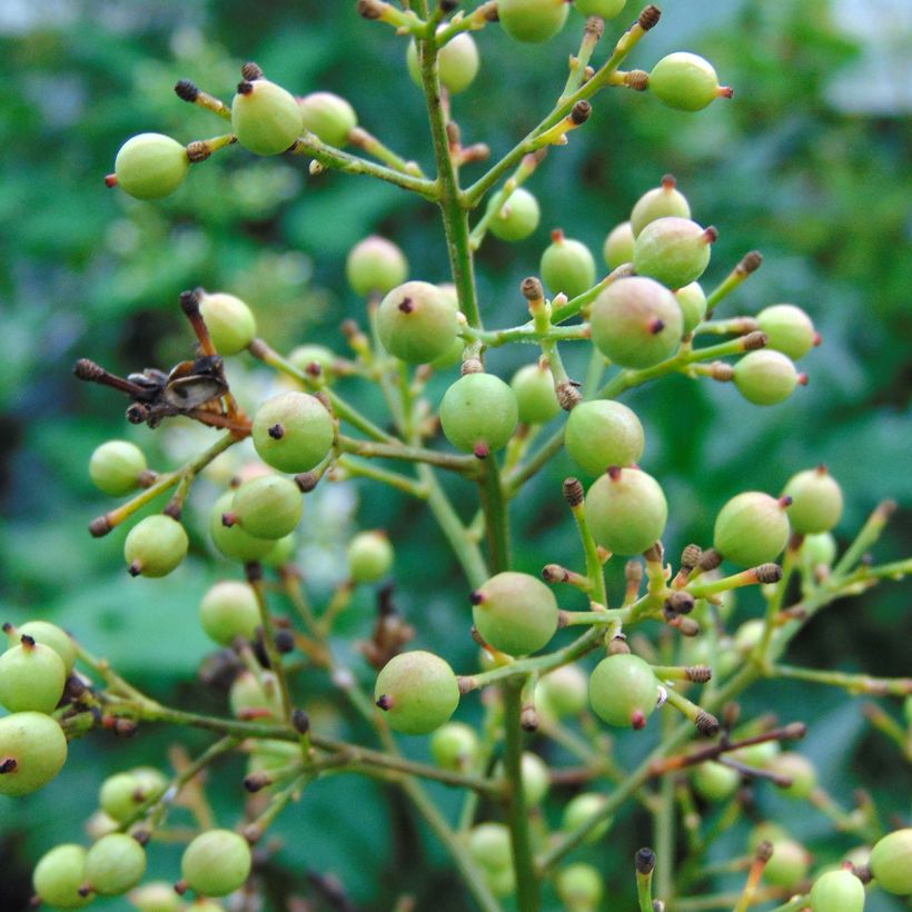 Nandina domestica Richmond (Harvest)