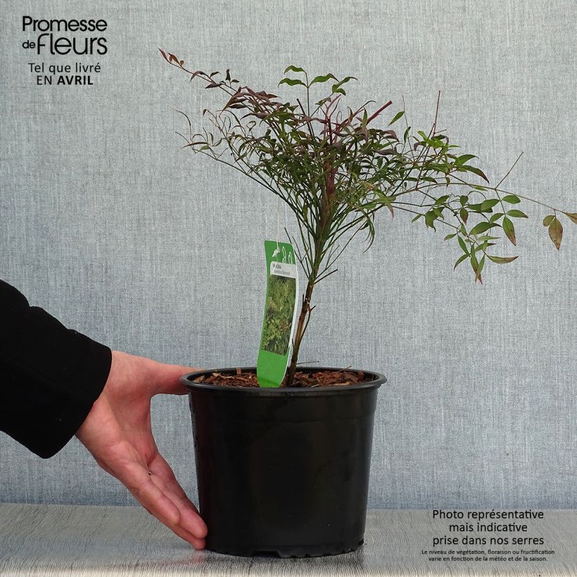 Example of Nandina domestica Richmond Vaso da 2L/3L as you get in printemps