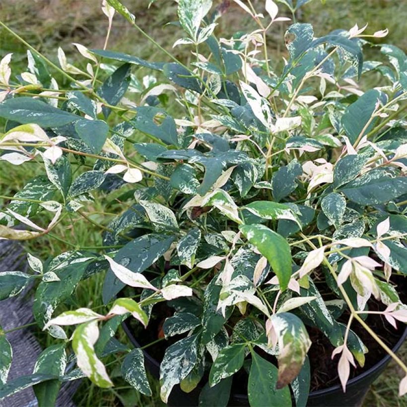 Nandina domestica Twilight (Foliage)