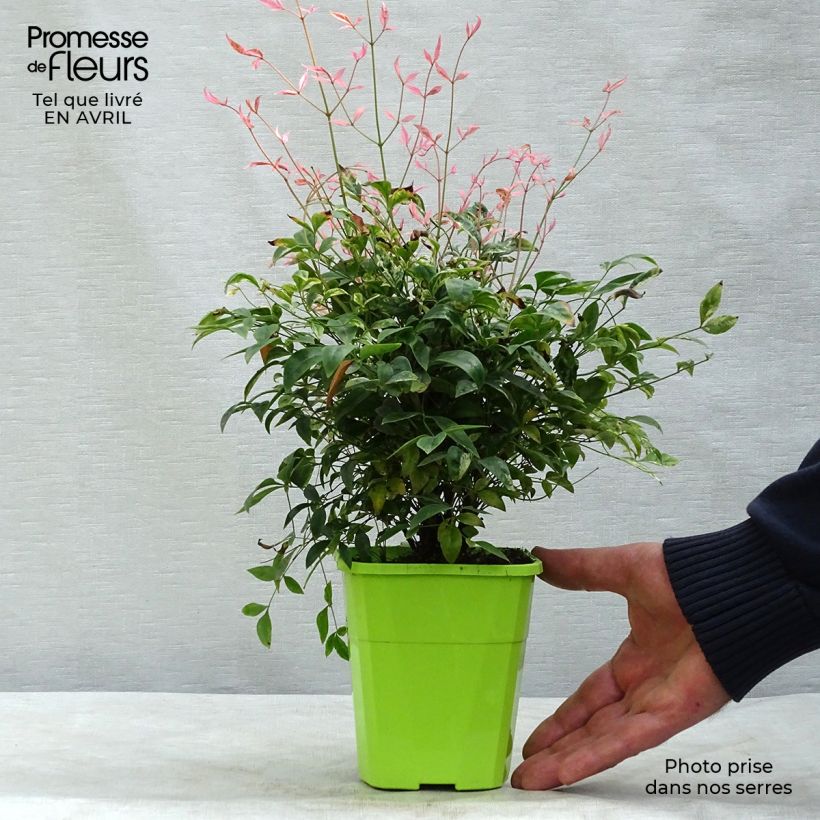 Example of Nandina domestica Twilight Vasetto da 8/9 cm as you get in printemps