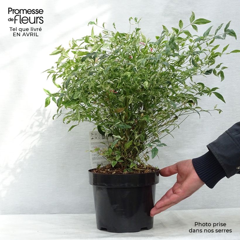Example of Nandina domestica Twilight Vaso da 2L/3L as you get in printemps